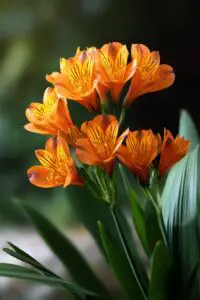 Stylish Deck Skirting Ideas For Your Home